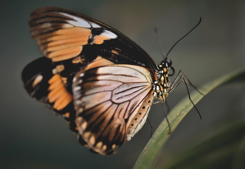 Butterfly Effect Rules